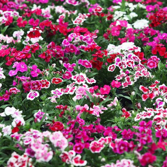 Graines d'Oeillet de poète Indian Carpet Mixed - Dianthus barbatus Sachet de 2g