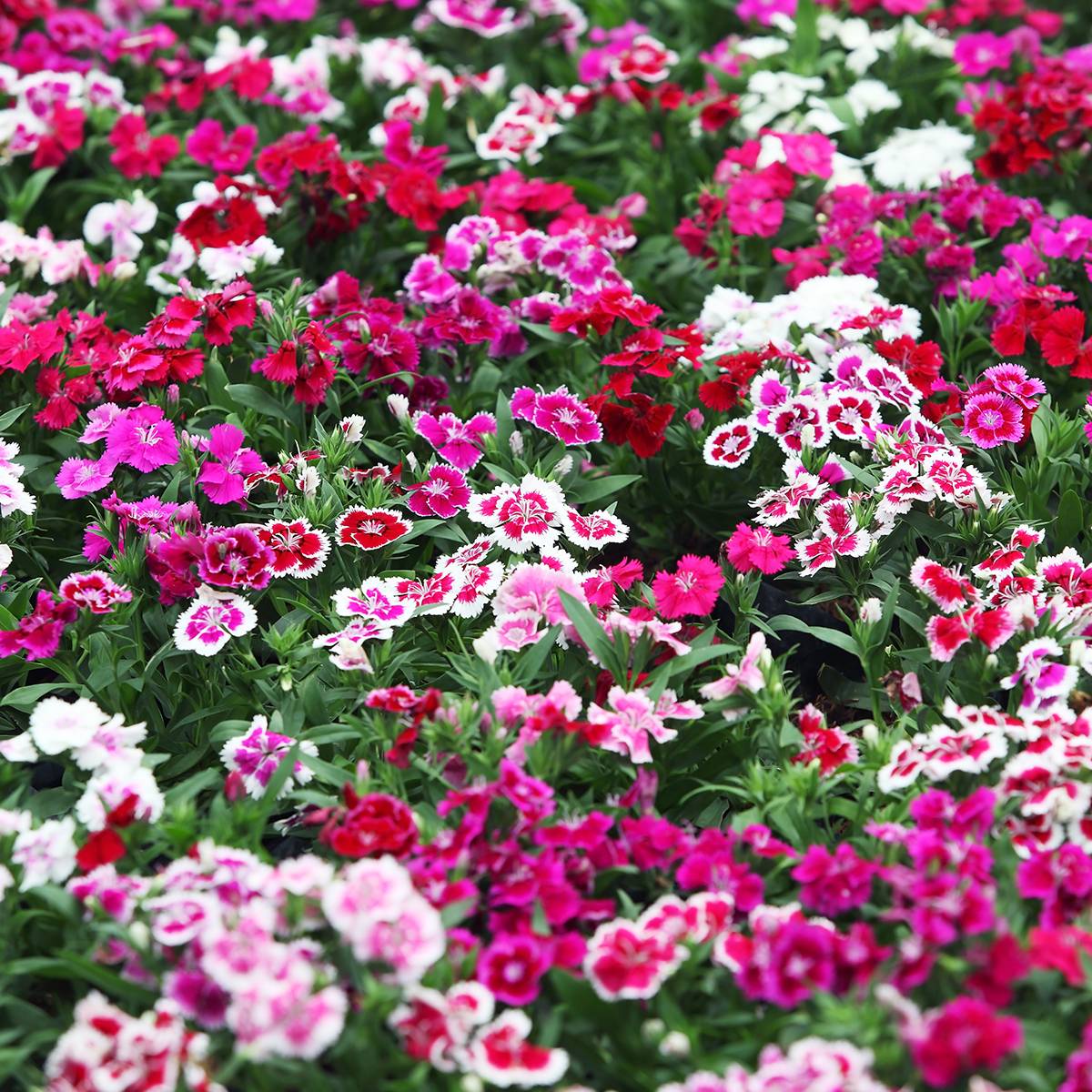 Graines d'Oeillet de poète Indian Carpet Mixed - Dianthus barbatus Sachet de 2g