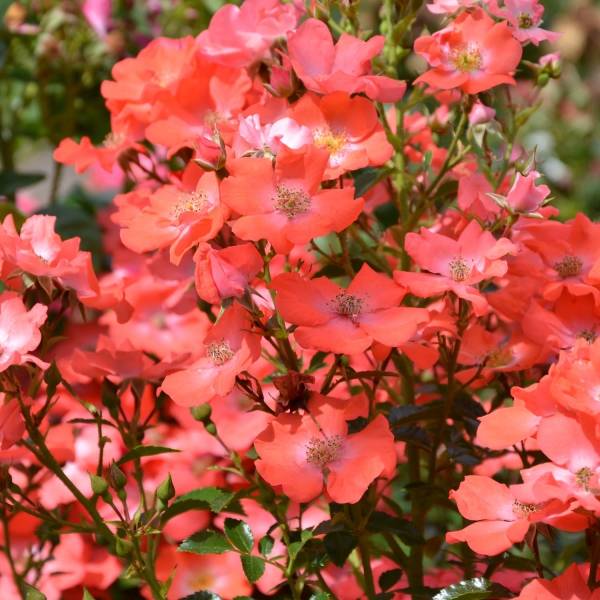 Promesse de Fleurs - Rosier Décorosiers Isalia Pot de 4L/5L