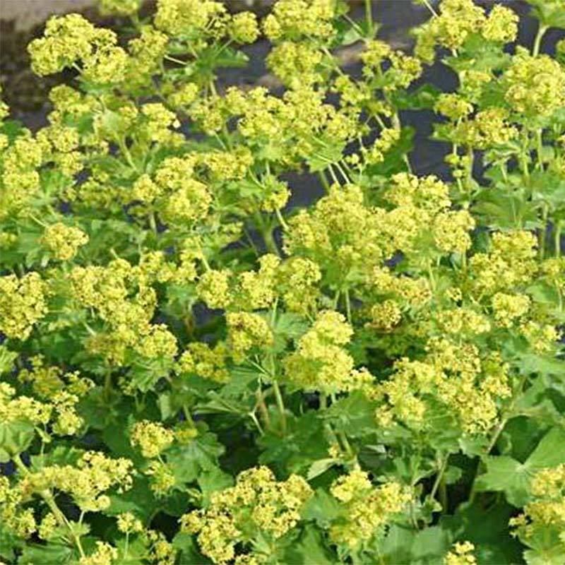 Alchemilla epipsila - Alchemille Godet de 8/9 cm