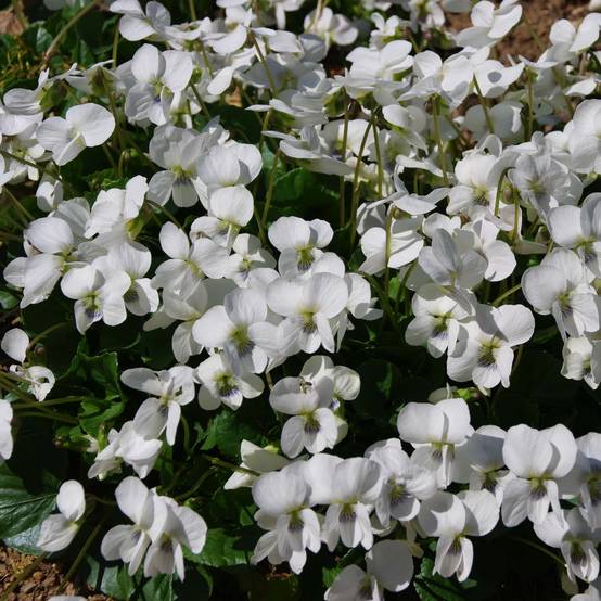 Promesse de Fleurs - Violette vivace - Viola sororia Albiflora Godet de 8/9 cm
