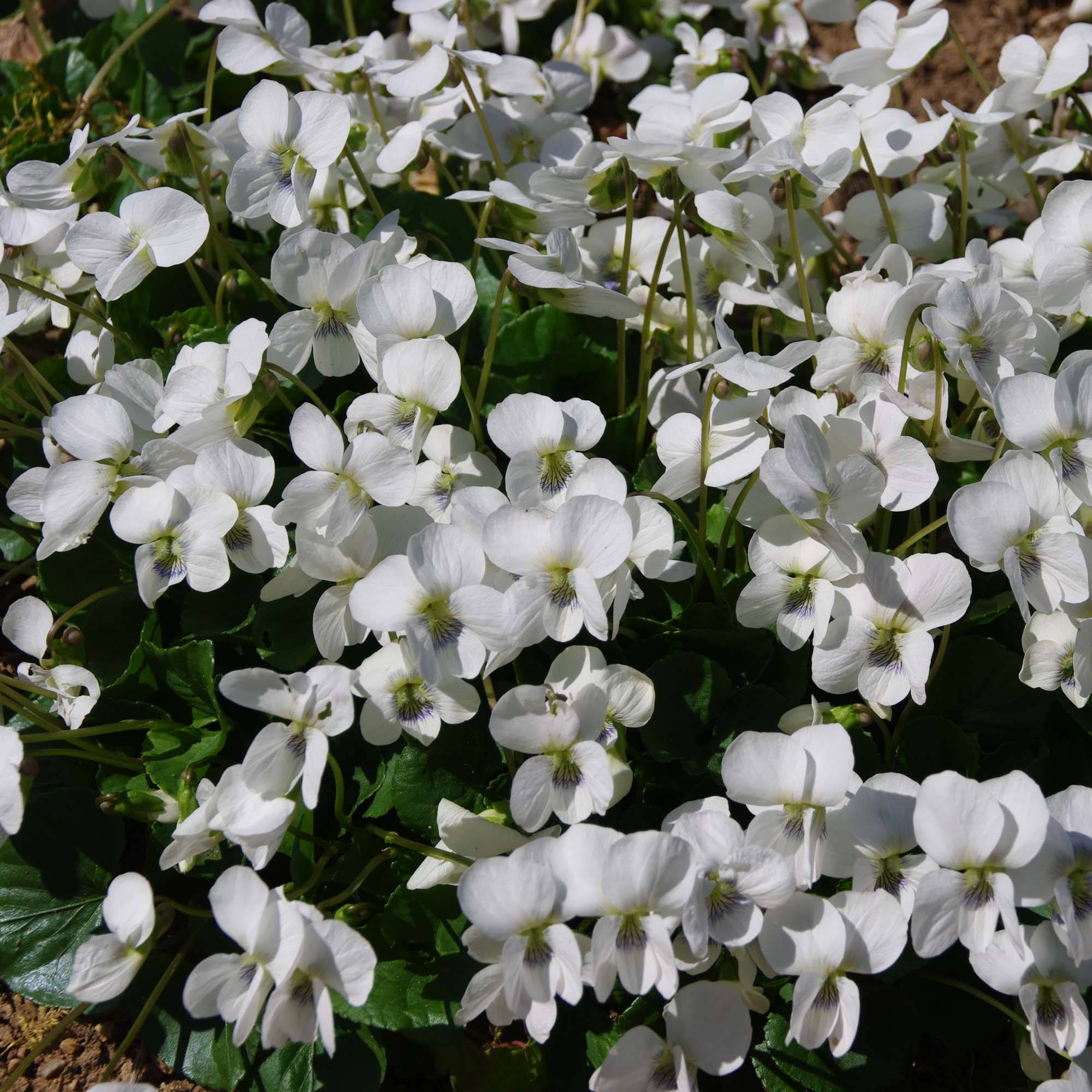 Promesse de Fleurs - Violette vivace - Viola sororia Albiflora Godet de 8/9 cm