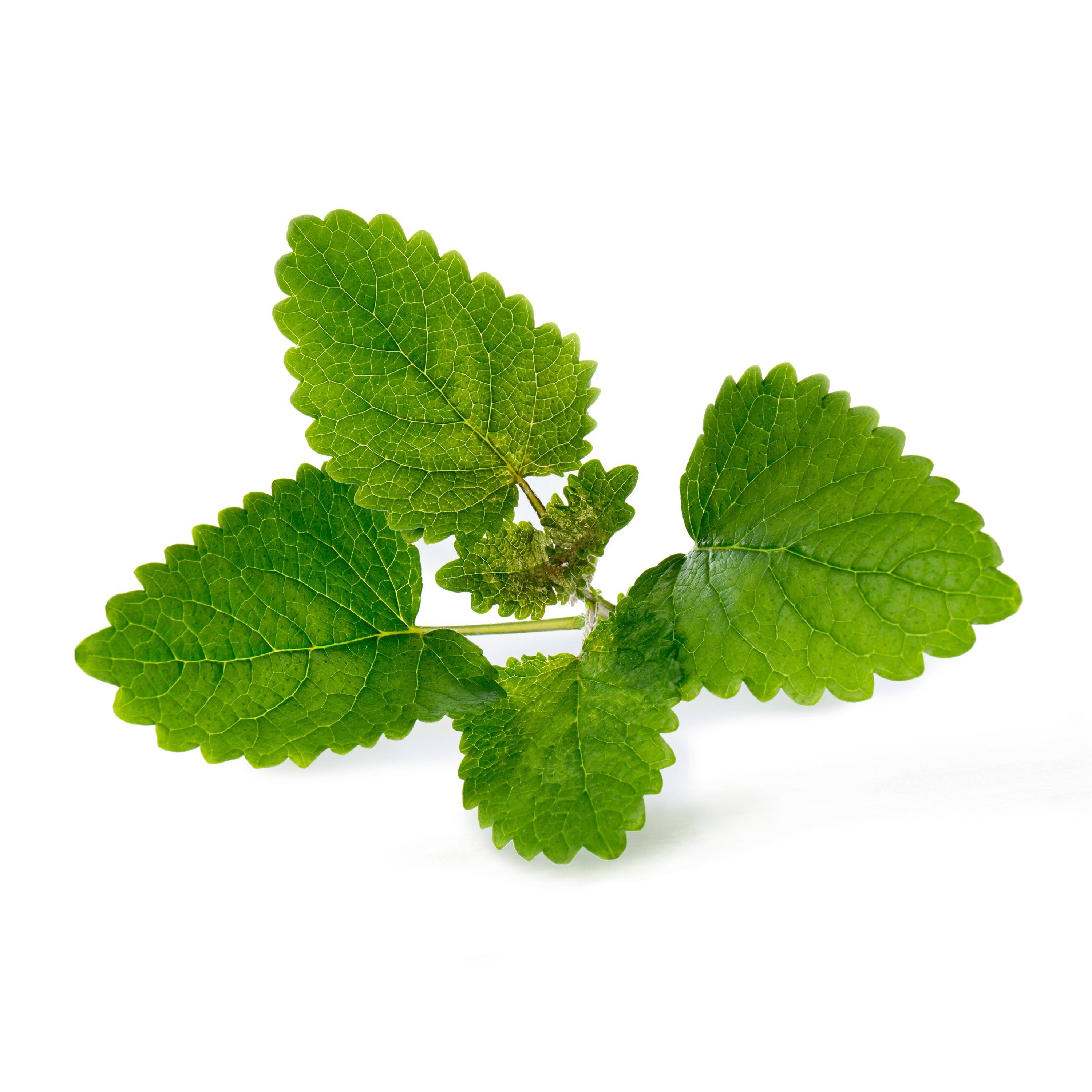 Veritable - Lingot Mélisse BIO - Recharge prête à l'emploi - Véritable - Imagen 2