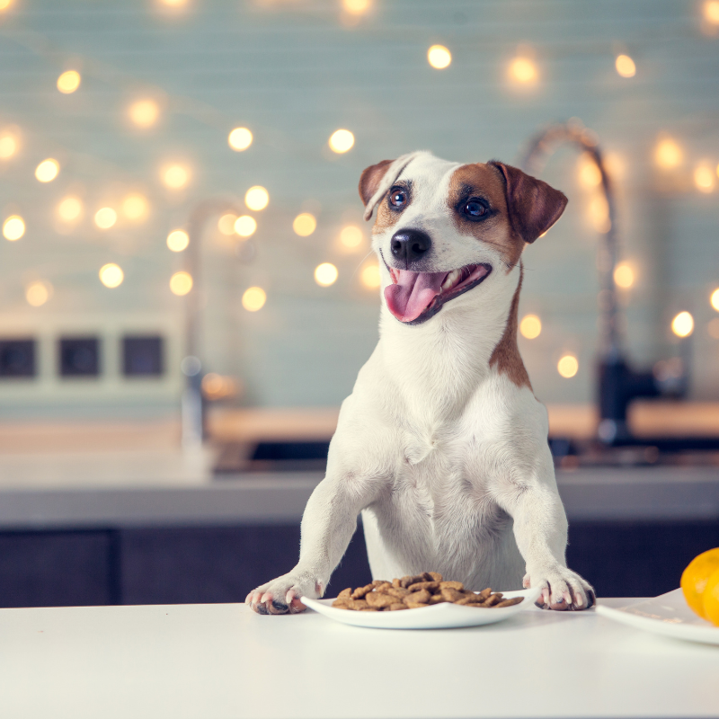 Canichef - Canichef - Croquettes Bio aux Insectes pour Chien - Imagen 2
