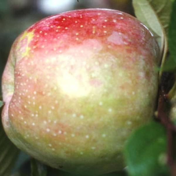 Promesse de Fleurs - Pommier Belle de Boskoop Pot de 7,5L/10L, Gobelet