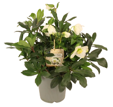 Fleuron D'Anjou - Hellebore Niger  pot 17 cm