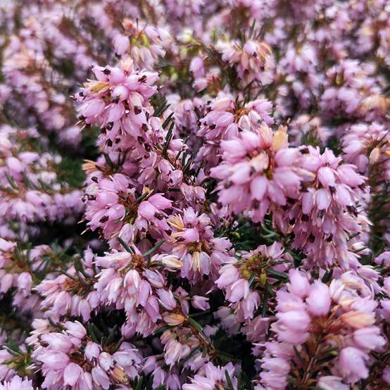 Erica x darleyensis Spring Surprise, bruyère Pot de 1L/1,5L - Image 1
