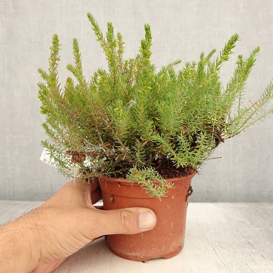 Erica x darleyensis Spring Surprise, bruyère Pot de 1L/1,5L - Image 2
