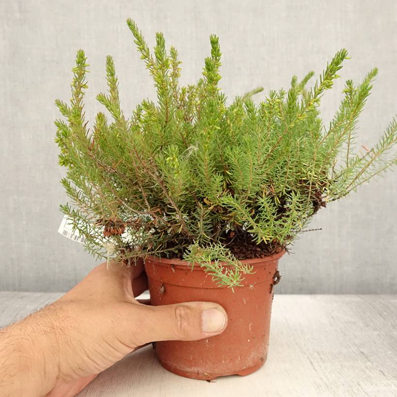 Erica x darleyensis Spring Surprise, bruyère Pot de 1L/1,5L - Image 2
