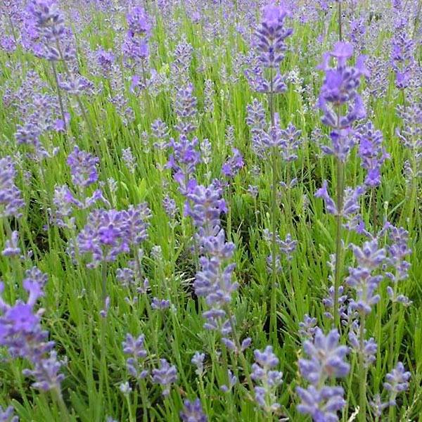 Lavande vraie Middachten - Lavandula angustifolia Middachten Godet de 8/9 cm