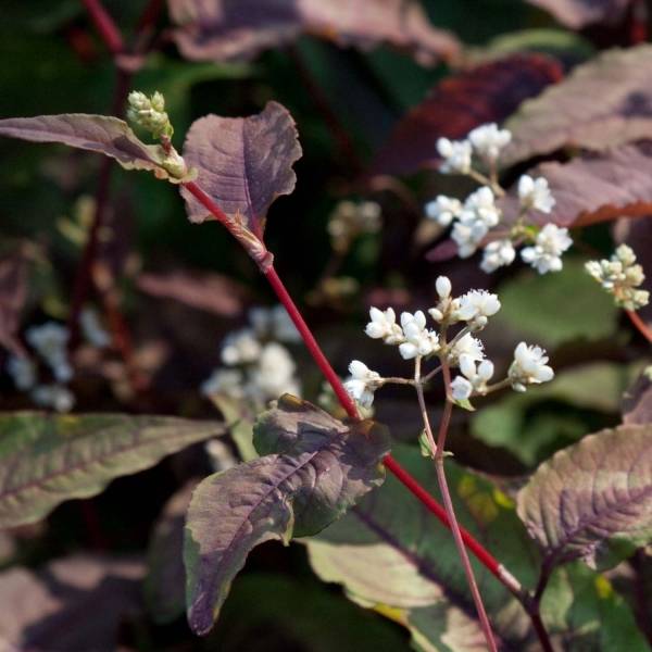 Renouée - Persicaria micro. Red Dragon Pot de 1,5L/2L