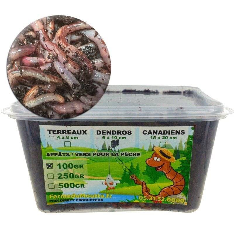 Ferme Du Moutta - Vers Dendros vivants pour la pêche, 100 g soit environ 60 vers de 6 à 10 cm - Image 1