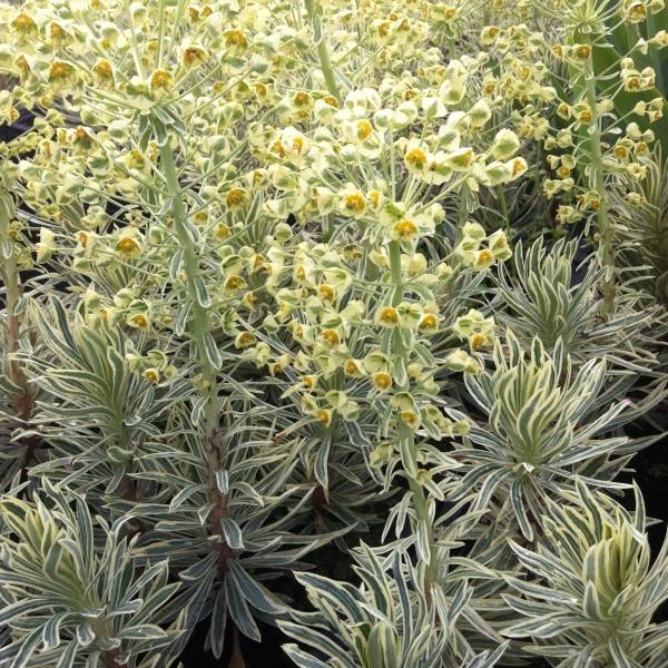 Promesse de Fleurs - Euphorbia characias Emmer Green - Euphorbe arbustive panachée Godet de 8/9 cm