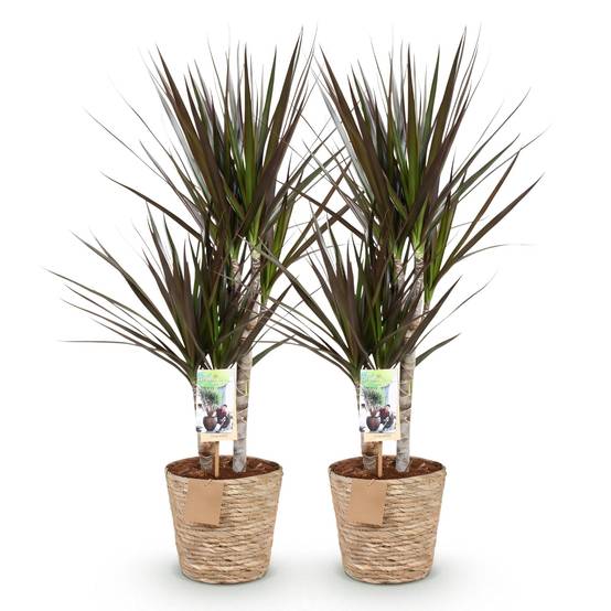 Dracaena Magenta - Arbre Dragon - Lot de 2 Plantes - Pot de 17cm - Hauteur 70-80cm - Panier - Plantes d'intérieur - Image 2