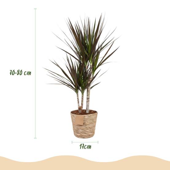 Dracaena Magenta - Arbre Dragon - Lot de 2 Plantes - Pot de 17cm - Hauteur 70-80cm - Panier - Plantes d'intérieur - Image 3