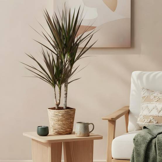 Dracaena Magenta - Arbre Dragon - Lot de 2 Plantes - Pot de 17cm - Hauteur 70-80cm - Panier - Plantes d'intérieur - Image 4
