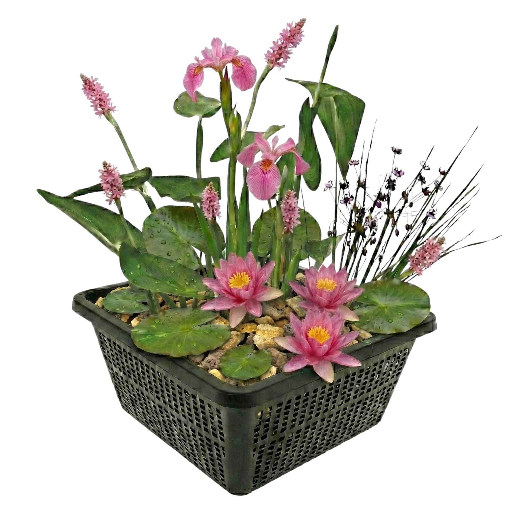 0 - Mini Plantes Bassin Set Rose - 4 Plantes Panier Substrat Engrais - Image 1