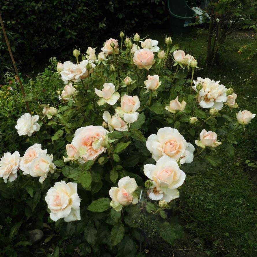 Rosier à grandes fleurs Sweet Love Pot de 4L/5L
