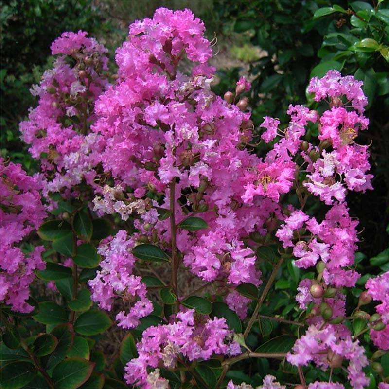 Lagerstroemia indica Jeanne Desmartis - Lilas des Indes Pot de 3L/4L - Image 1