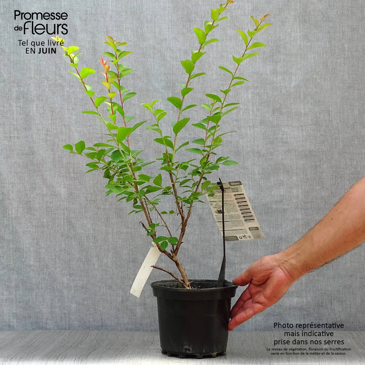 Lagerstroemia indica Jeanne Desmartis - Lilas des Indes Pot de 3L/4L - Image 2