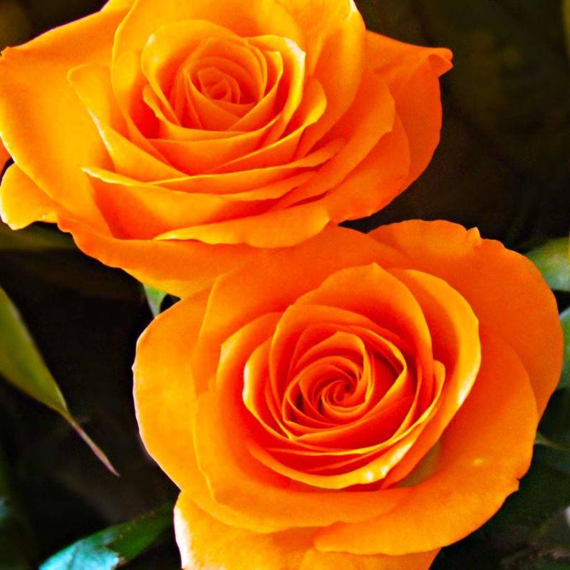 Rosier 'Orange Sensation' - Racines nues - Taille 20 à 30cm - Pépinières Naudet