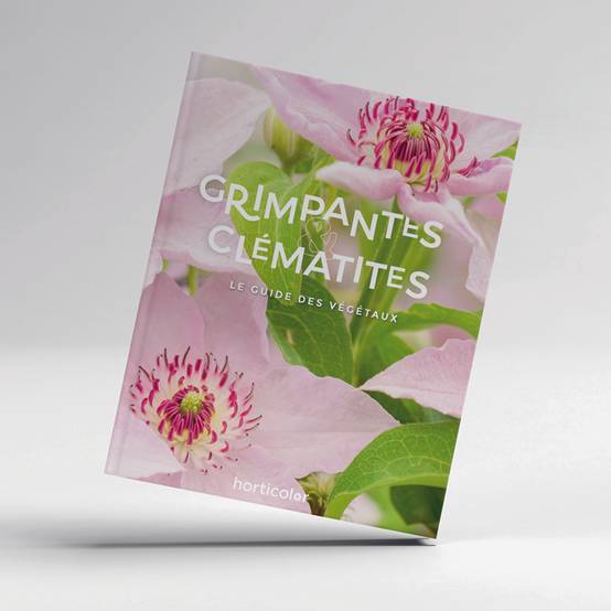 Grimpantes & Clématites