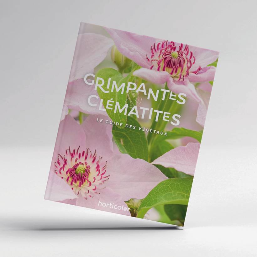 Grimpantes & Clématites