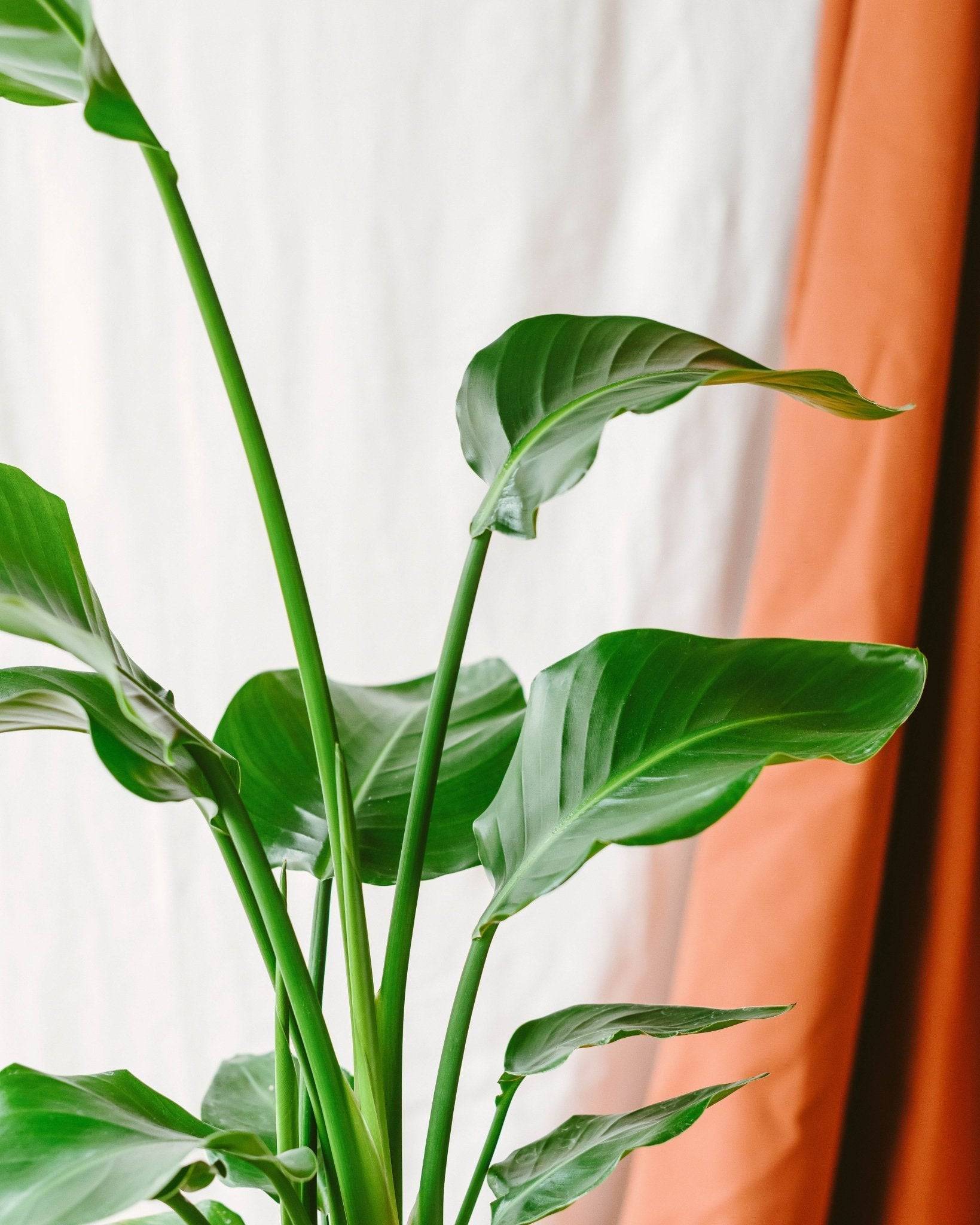 Strelitzia nicolai 60cm - Plante d'intérieur- La Green Touch - Image 2