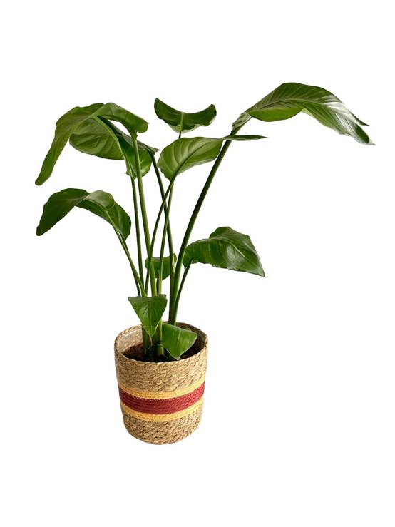 Strelitzia nicolai 60cm - Plante d'intérieur- La Green Touch - Image 1