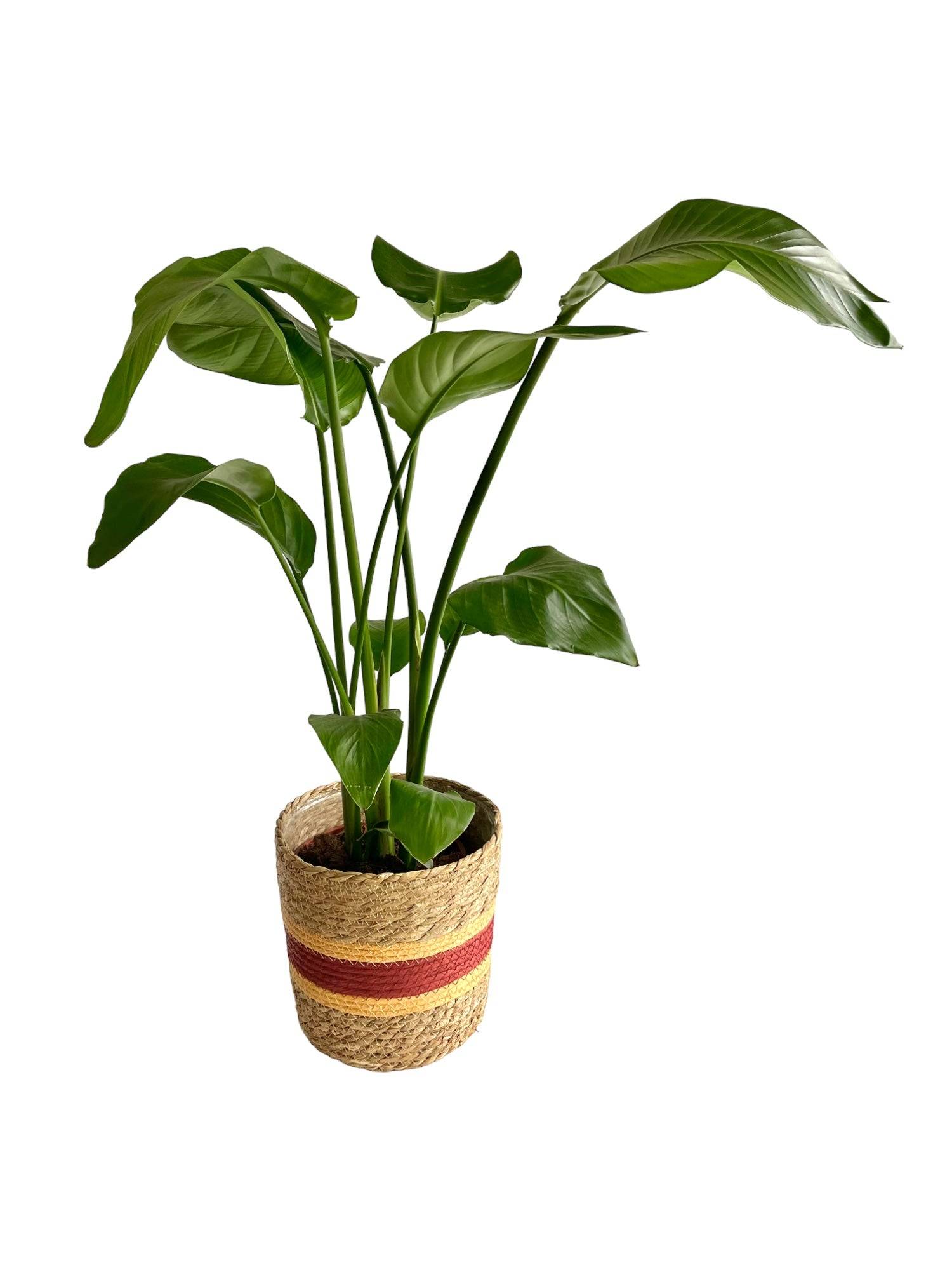 Strelitzia nicolai 60cm - Plante d'intérieur- La Green Touch - Image 1