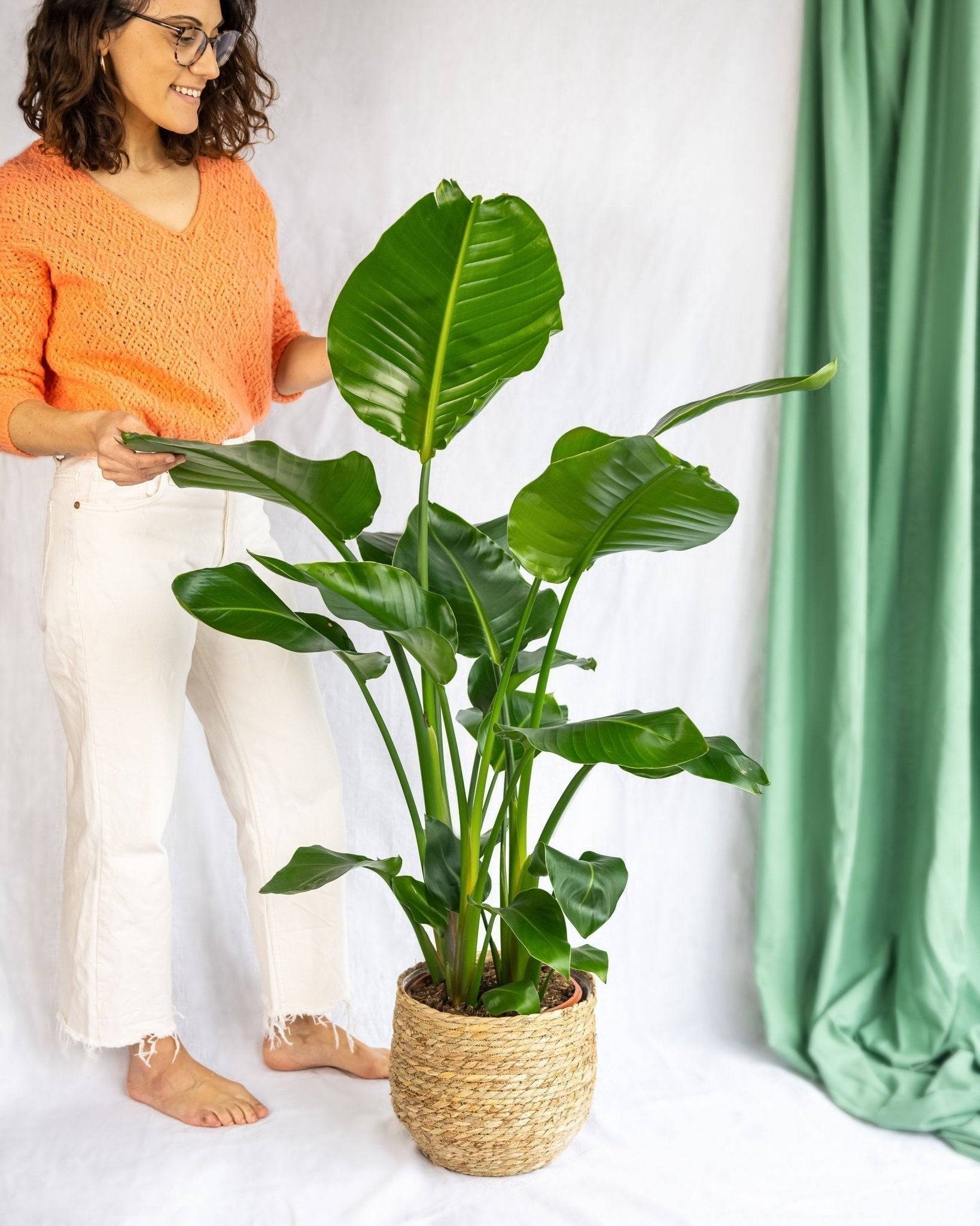 Strelitzia nicolai 60cm - Plante d'intérieur- La Green Touch - Image 3