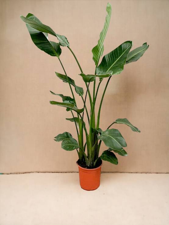 Strelitzia nicolai 60cm - Plante d'intérieur- La Green Touch - Image 4