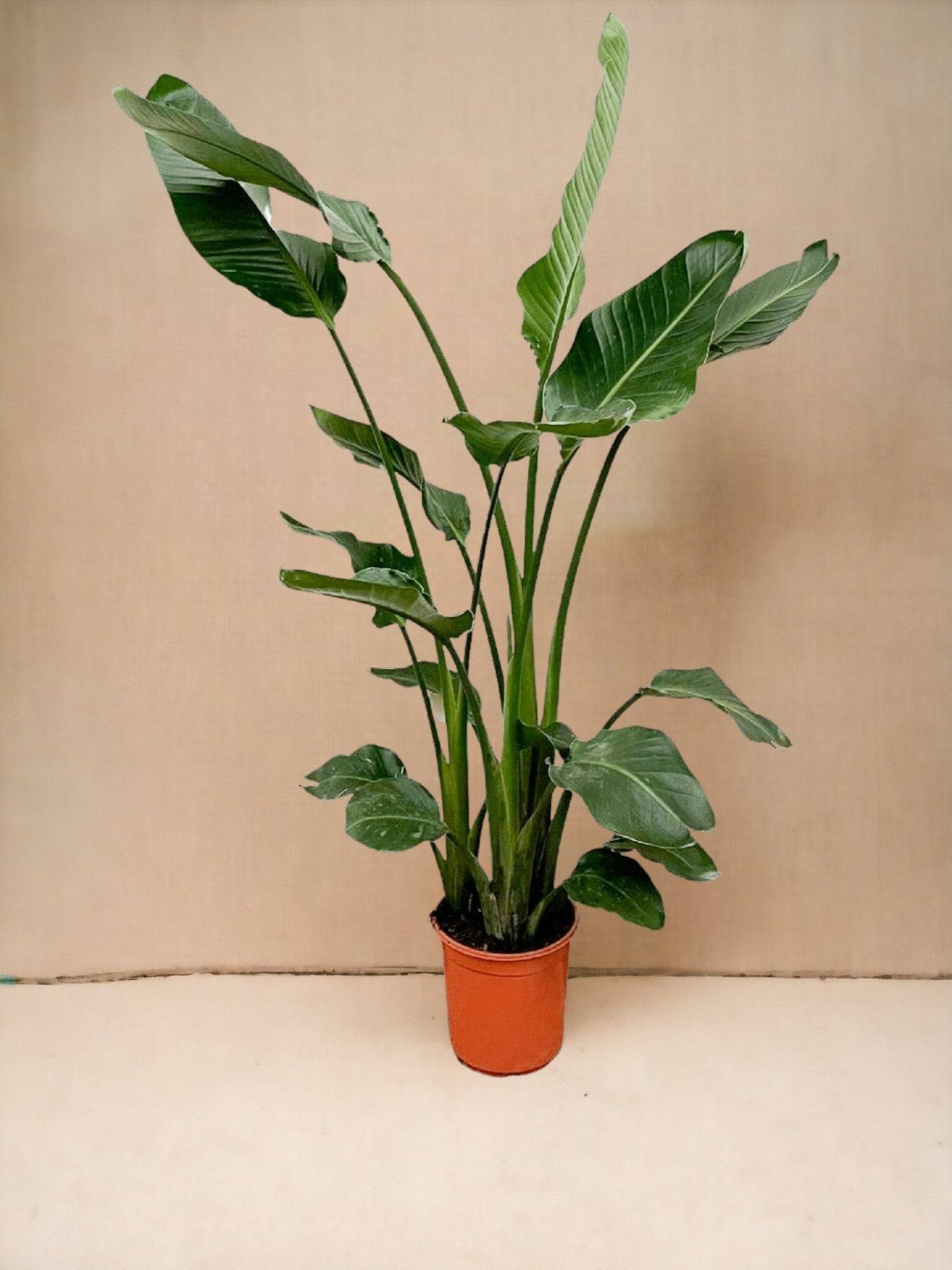 Strelitzia nicolai 60cm - Plante d'intérieur- La Green Touch - Image 4