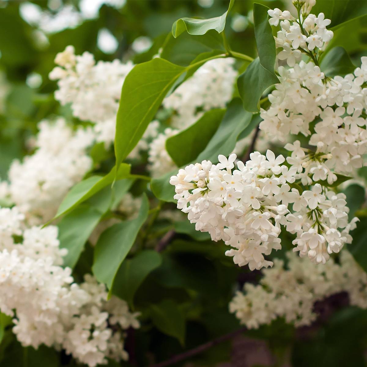 Lilas commun - Syringa vulgaris Comtesse D'harcourt Pot de 4L/5L