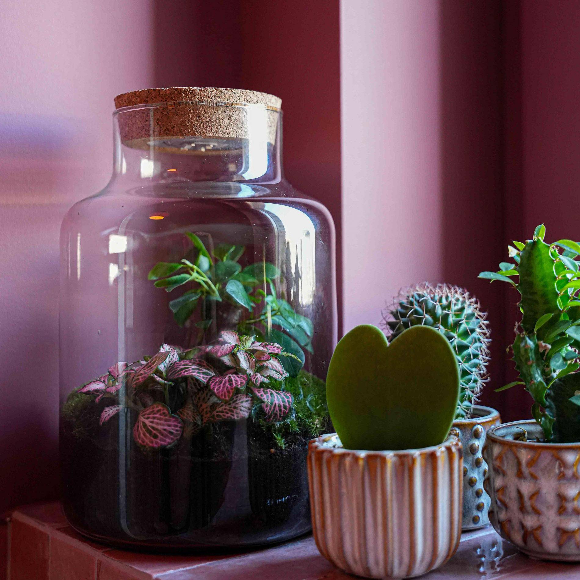 Terrarium à composer bouteille en verre recyclé - Ø17-H25cm - sans outils - bouchon LED - Terrarium DIY - Image 2