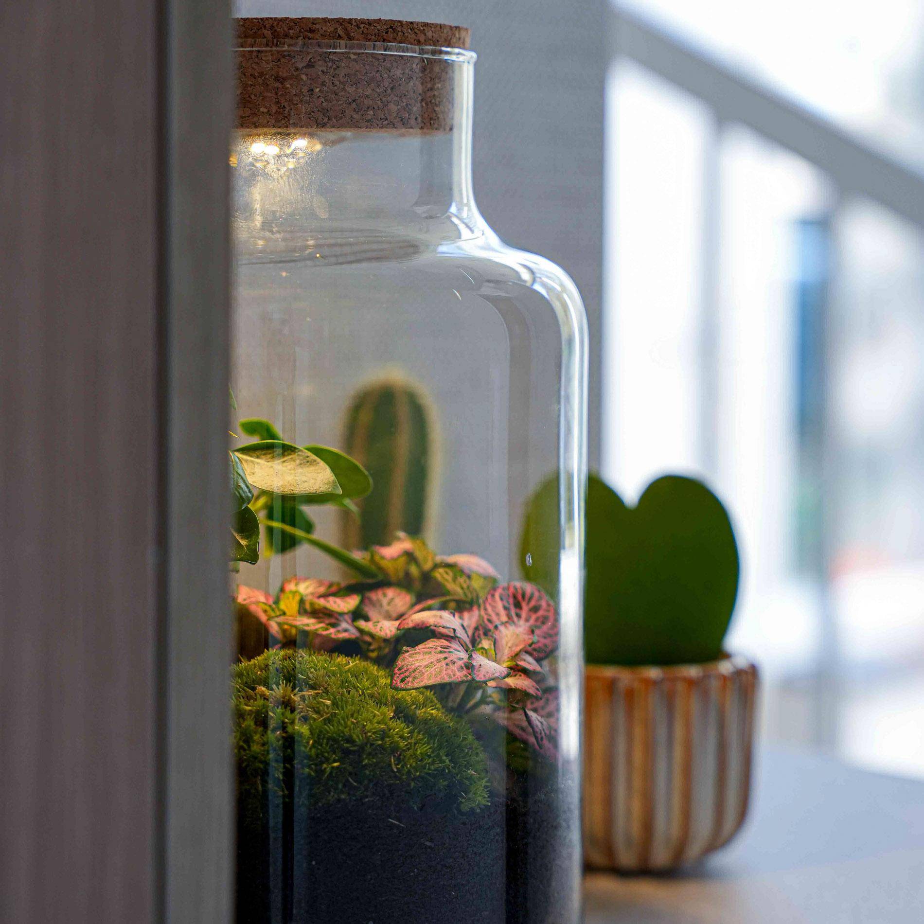 Terrarium à composer bouteille en verre recyclé - Ø17-H25cm - sans outils - bouchon LED - Terrarium DIY - Image 7