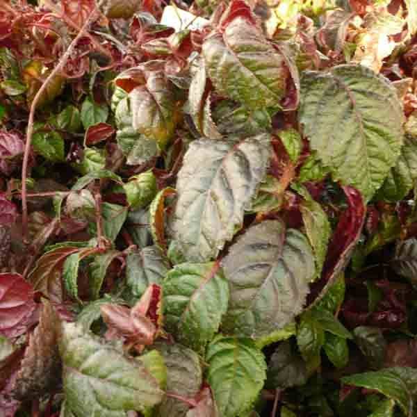 Hortensia grimpant - Hydrangea petiolaris Winter Surprise Pot de 2L/3L