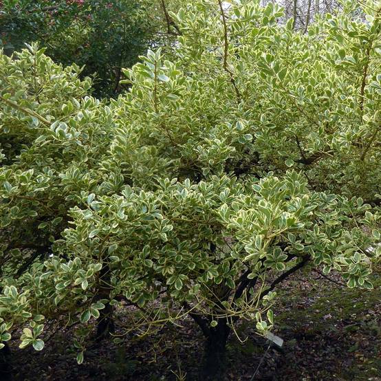 Promesse de Fleurs - Fusain du Japon - Euonymus japonicus Duc d'Anjou Pot de 3L/4L - Image 1