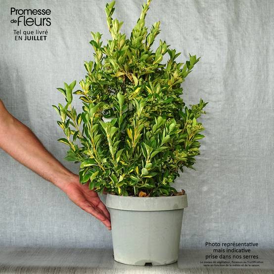 Promesse de Fleurs - Fusain du Japon - Euonymus japonicus Duc d'Anjou Pot de 3L/4L - Image 2
