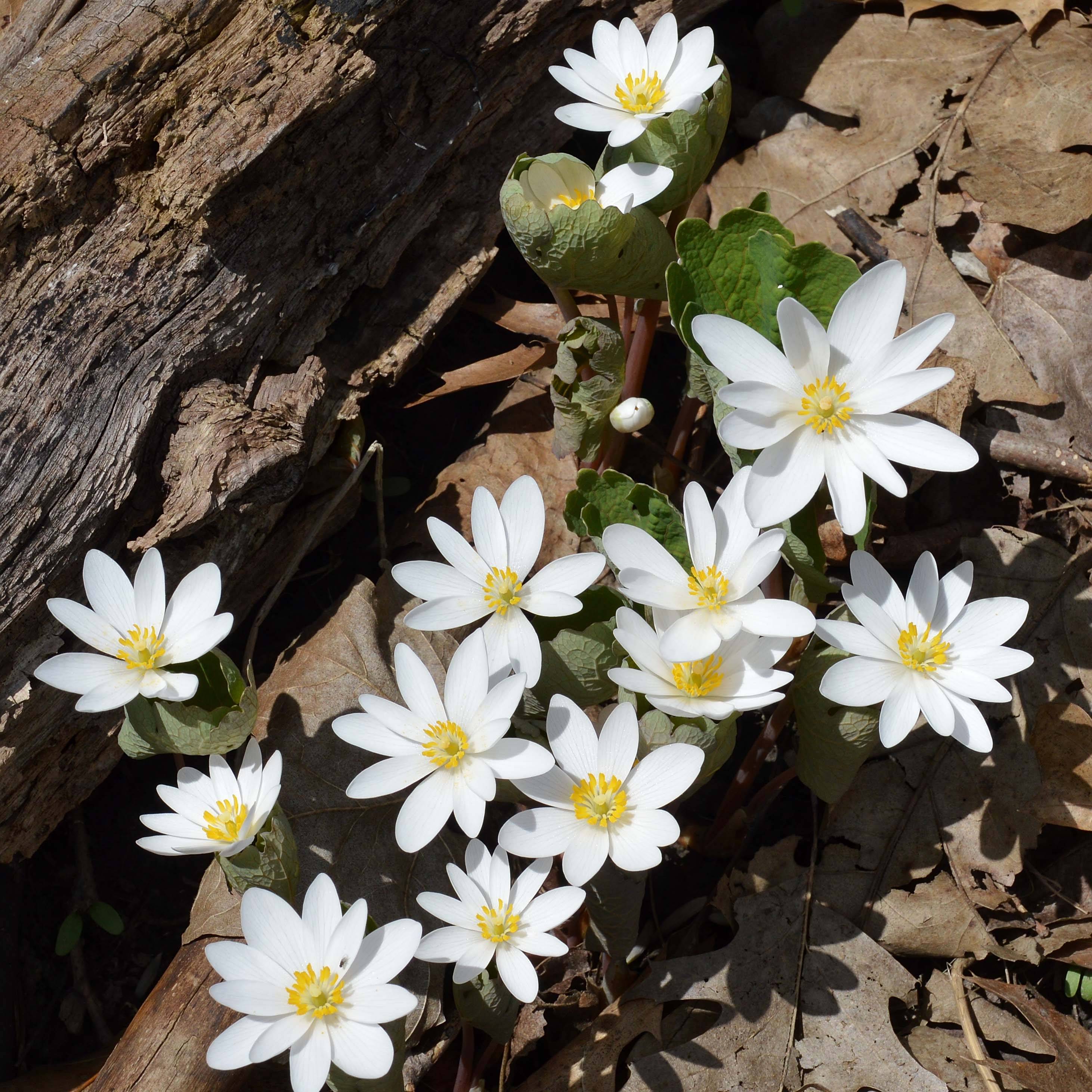 Sanguinaria canadensis - Sanguinaire Godet de 8/9 cm
