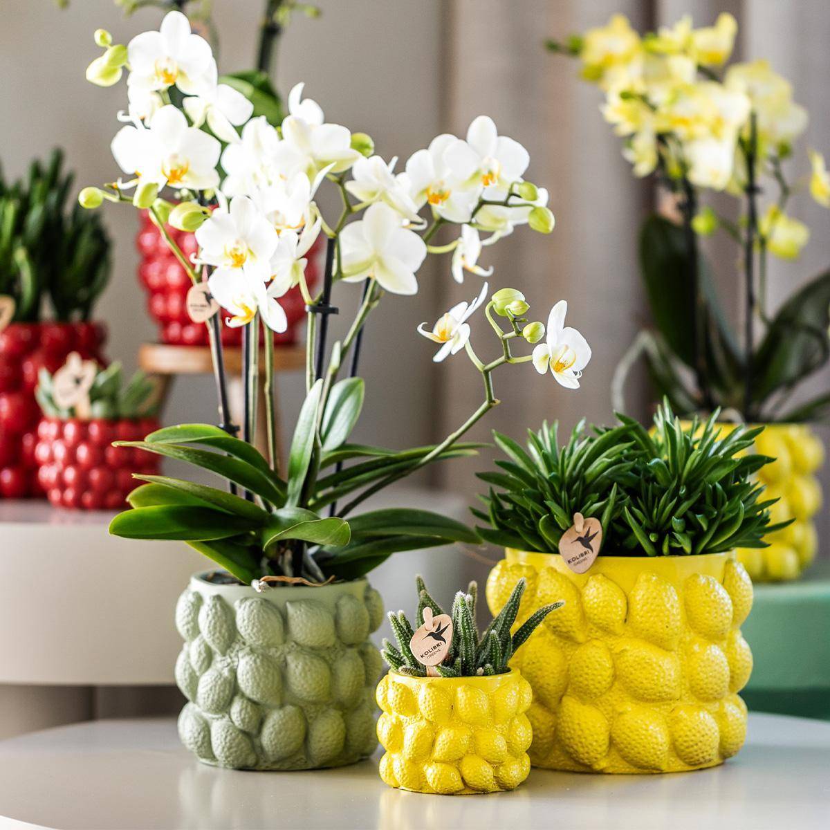 Pot à Agrumes en Céramique Jaune- La Green Touch - Imagen 5