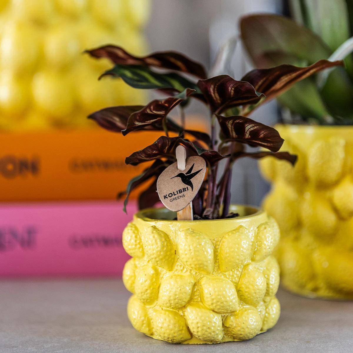 Pot à Agrumes en Céramique Jaune- La Green Touch - Imagen 3