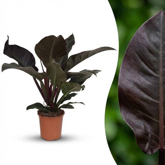 La Green Touch - Philodendron Imperial Rouge - H60cm - Image 3