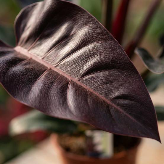 La Green Touch - Philodendron Imperial Rouge - H60cm - Image 4