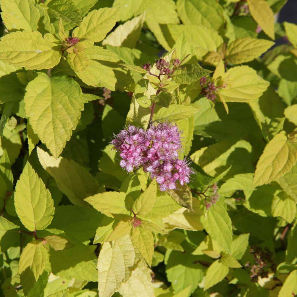 Promesse de Fleurs - Spirée japonaise Goldmound - Spiraea japonica Godet de 8/9 cm