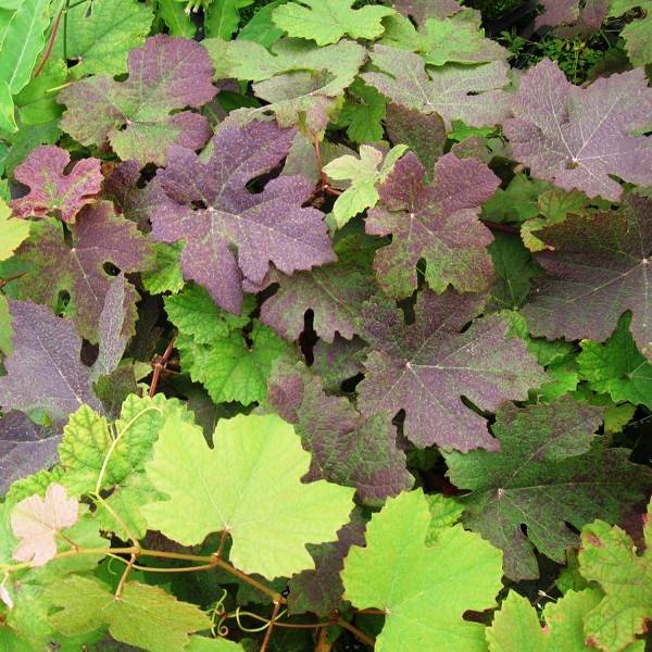 Promesse de Fleurs - Vigne d'ornement - Vitis vinifera Purpurea Pot de 2L/3L