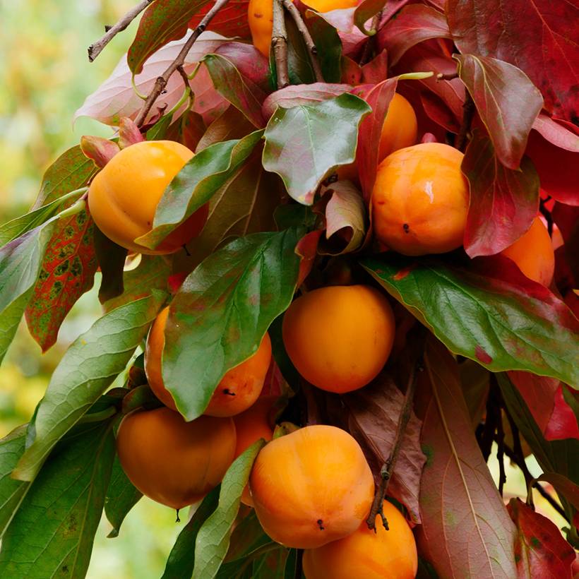 Promesse de Fleurs - Plaqueminier, Kaki - Diospyros kaki Korea Pot de 7,5L/10L, Demi-Tige