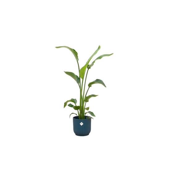 Strelitzia Nicolai 120 cm et son pot- La Green Touch Bleu 22cm - Hauteur 120cm