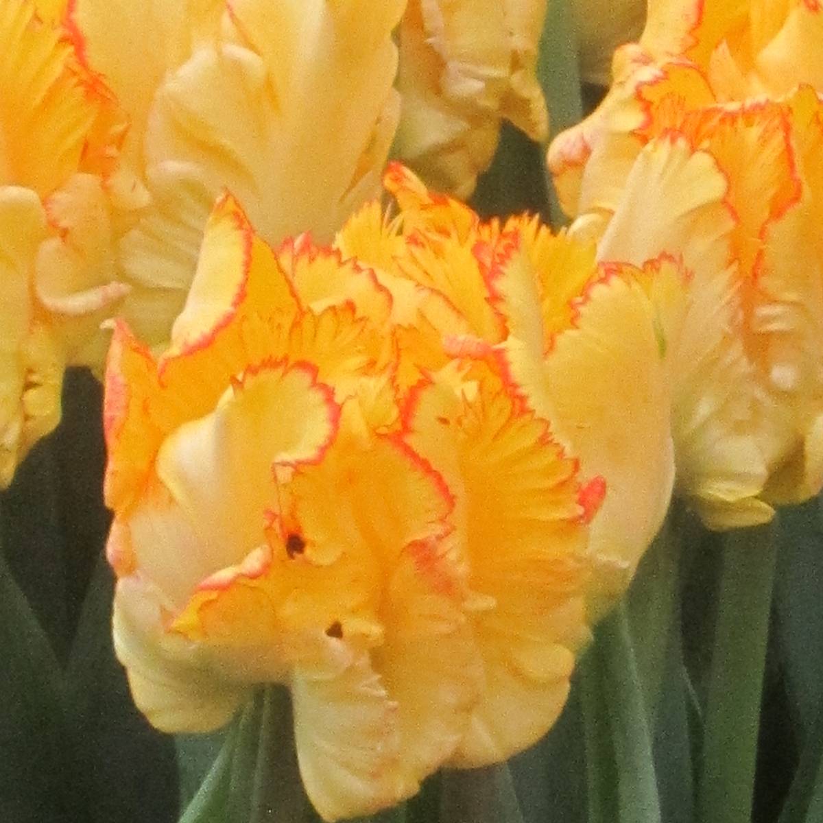 Promesse de Fleurs - Tulipe Perroquet Caribbean Parrot Bulbe calibre 11+ (par 6)