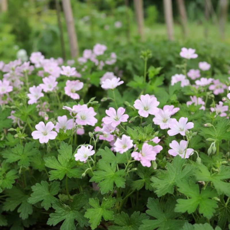 Géranium vivace Dreamland® à fleurs Rose/ - feuillage Persistant - Godet - 5/20 cm - Imagen 7